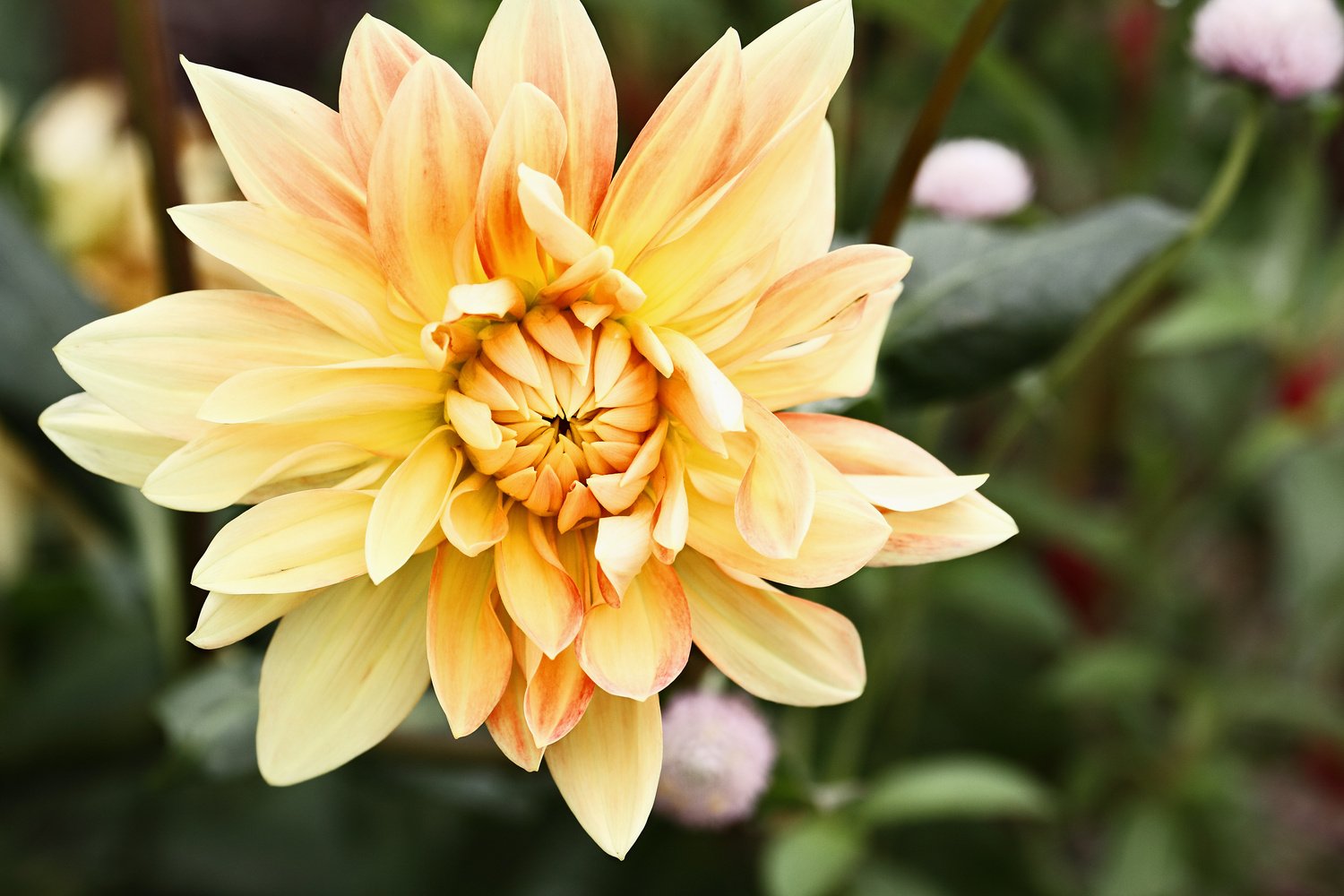 Motto Dahlia